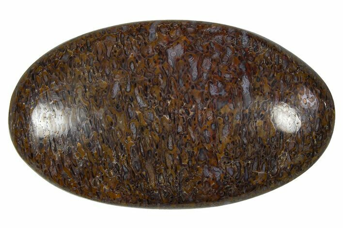 Polished Dinosaur Bone (Gembone) Cabochon - Colorado #370771